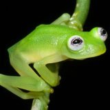 Pour la biodiversité, la limite acceptable serait un taux de disparition des espèces dix fois supérieur au taux moyen sur les 10 derniers millions d'années. Or les extinctions se produisent à notre époque au moins 100 fois plus vite, soit dix fois...
